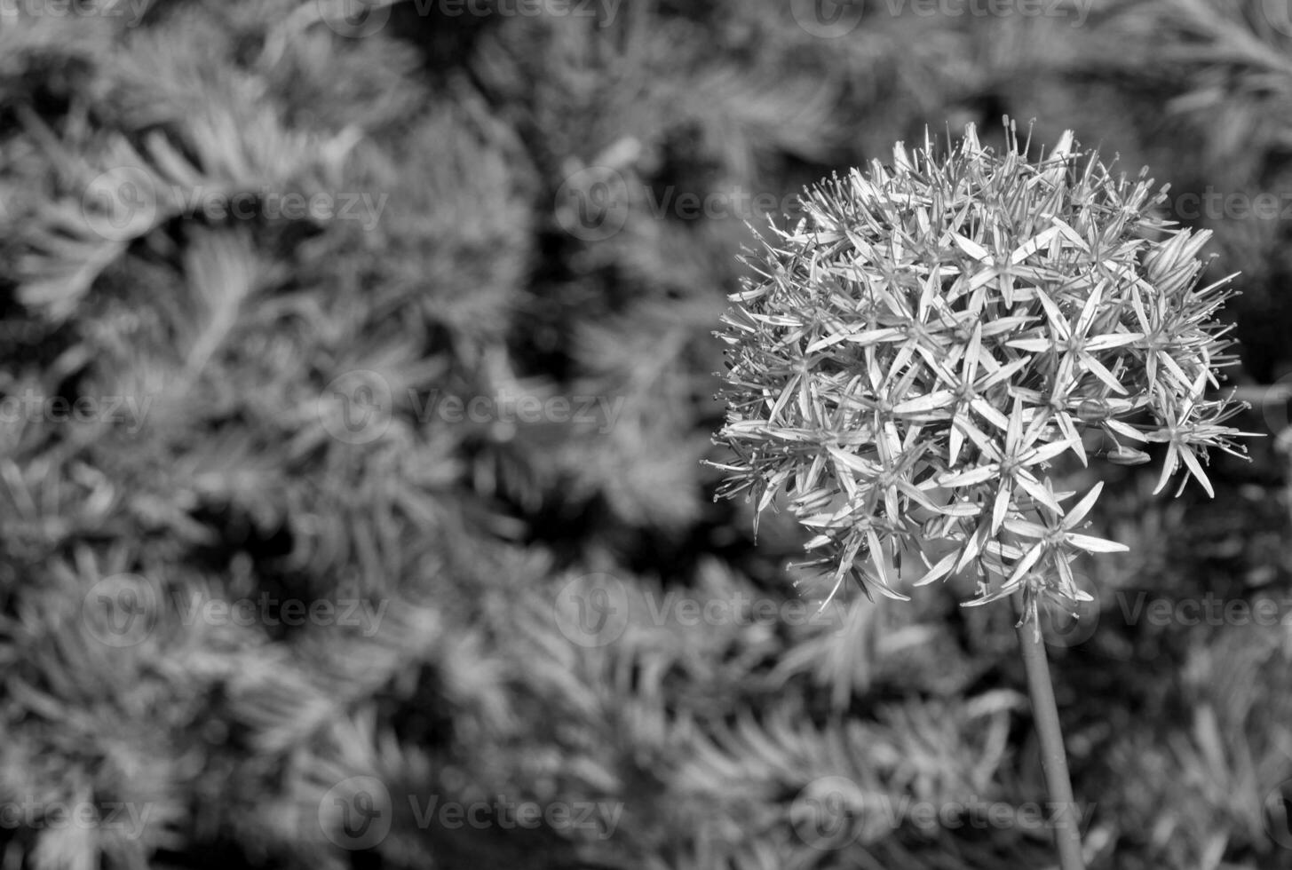 Flower over blurred natural background photo