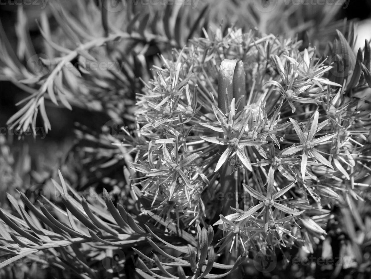 Flower over blurred natural background photo