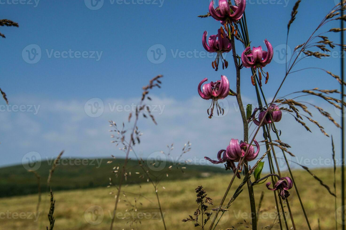 lilium martagon, loire,france photo