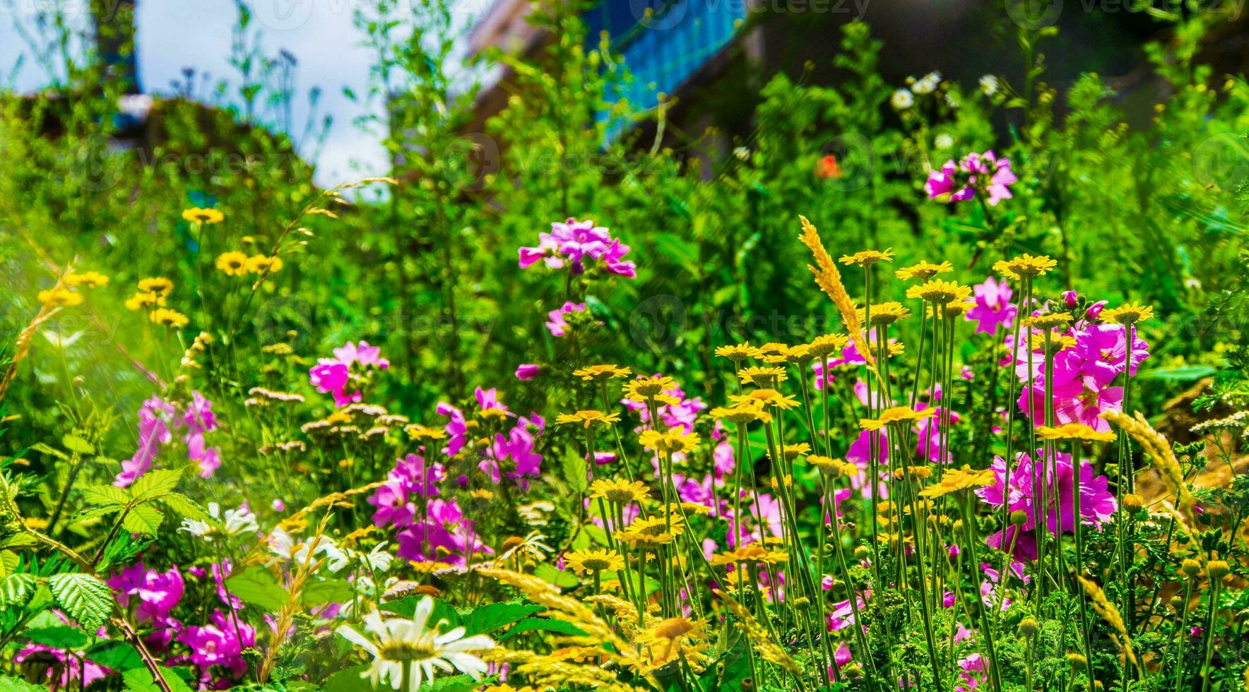 flowers,saint etienne, loire,france photo