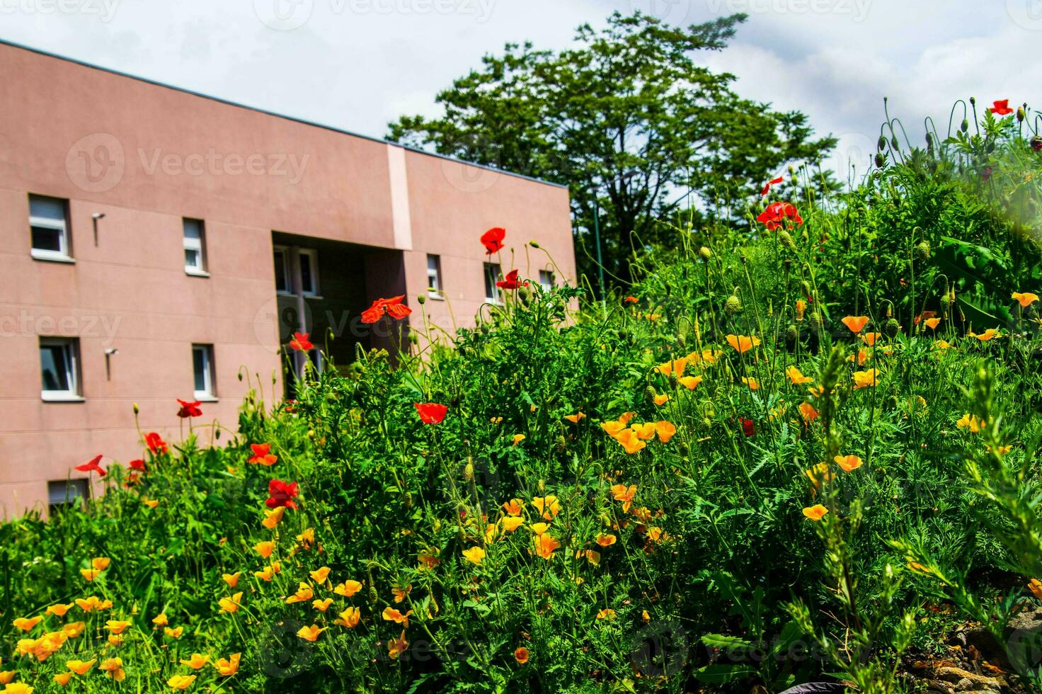 flowers,saint etienne, loire,france photo