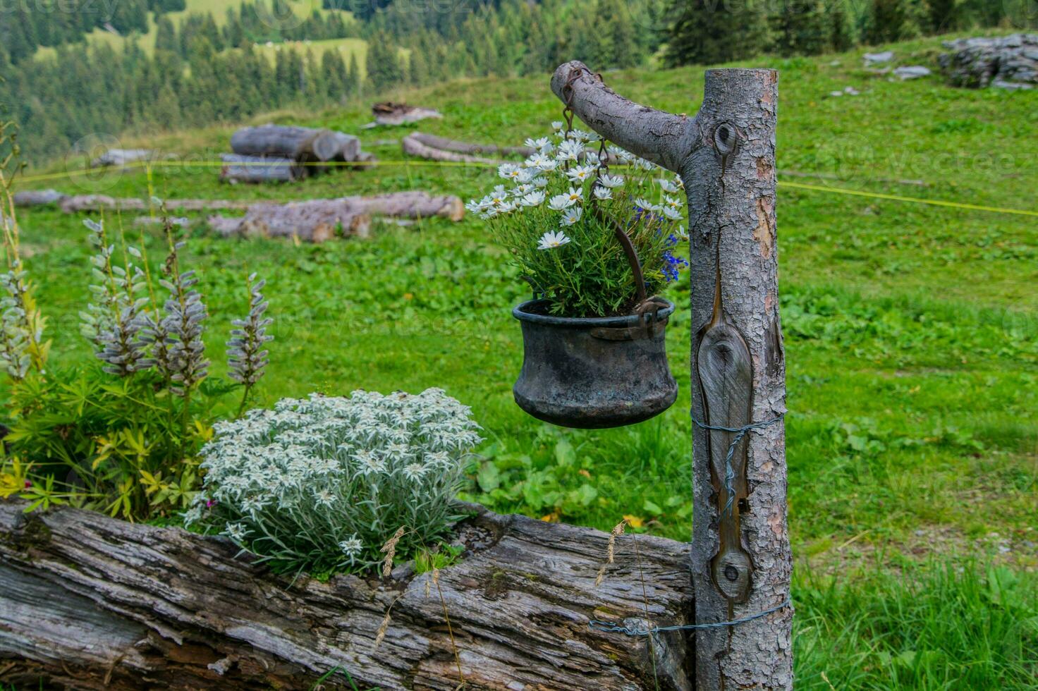 bretaye, in vaud,swiss photo