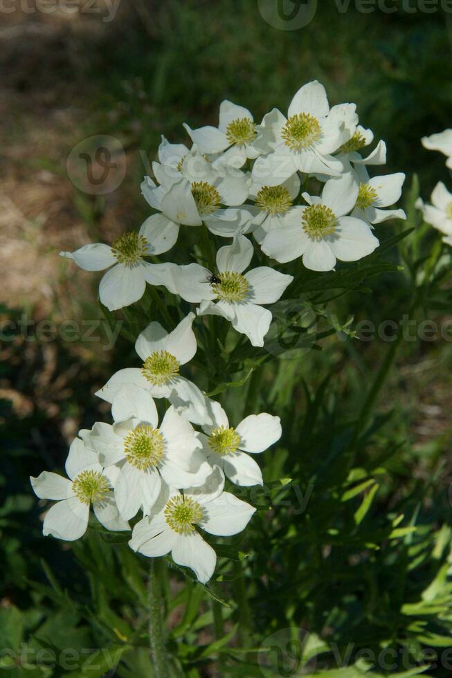 flower in ceillac photo