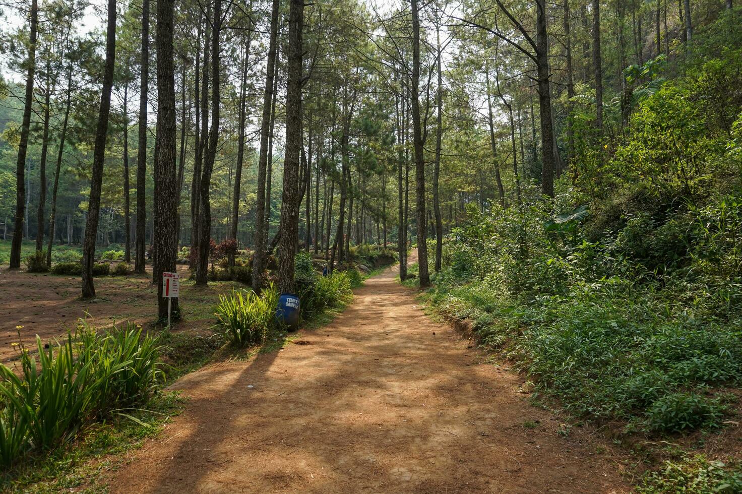 explorador el pino bosque de bedengan, malang, Indonesia foto