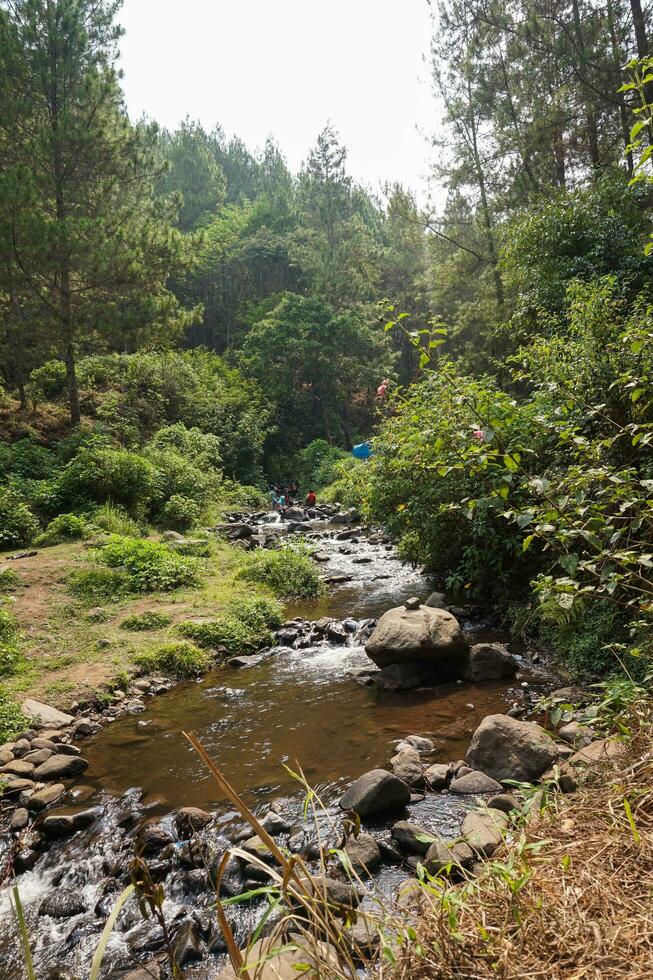 río corriente cascada en bosque paisaje a bedengan cámping suelo malang, Indonesia foto