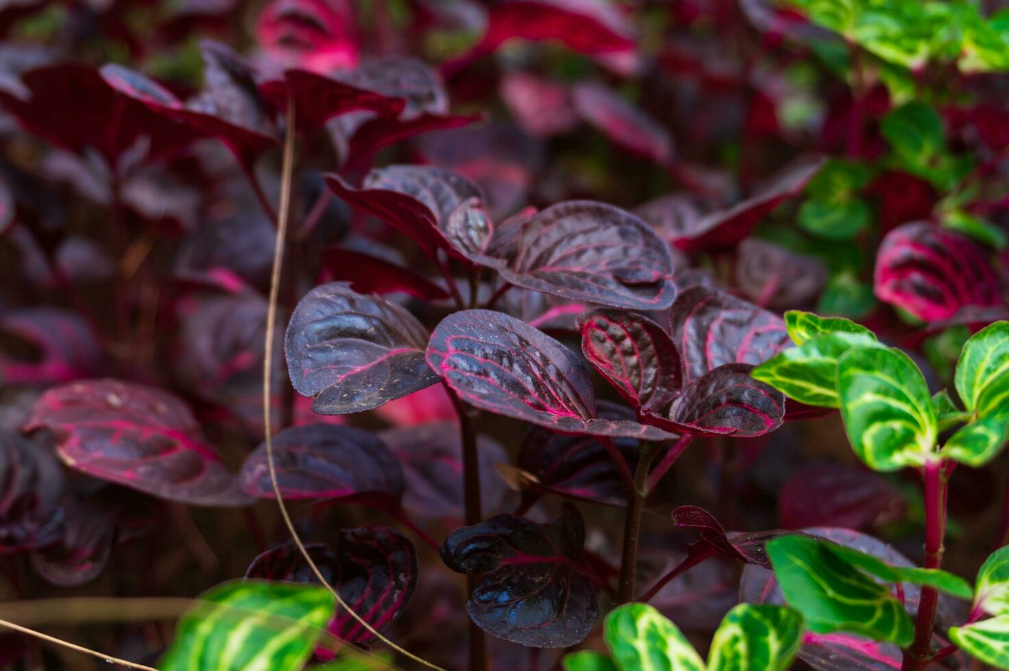 Green and Purple Iresine herbstii is a species of flowering plant in the amaranth family, Amaranthaceae. photo