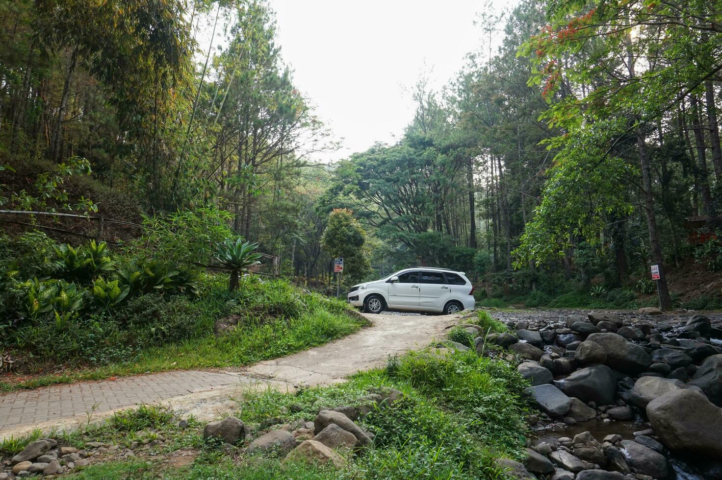 hermosa pino bosque de bedengan, malang, Indonesia foto