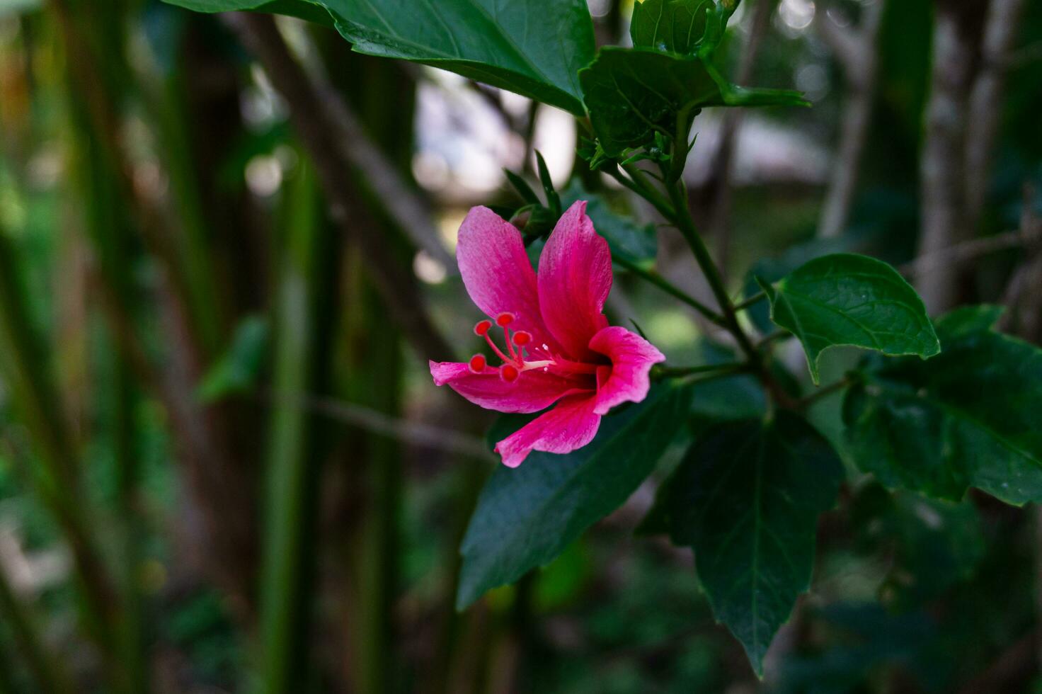 Hibiscus fragilis Flower Detail Macro photo