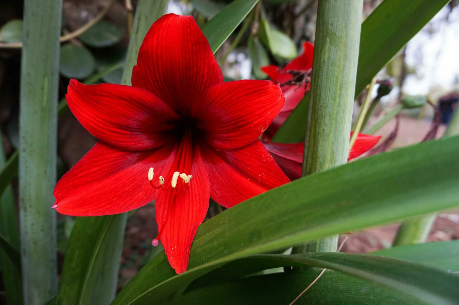 Beautiful background with red amaryllis, Close Up Amaryllis Belladonna photo