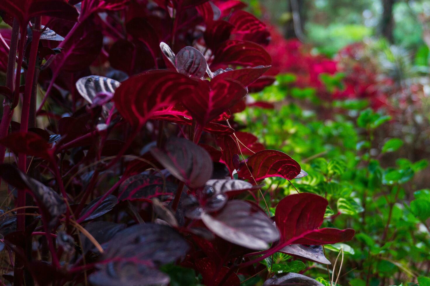 Green and Purple Iresine herbstii is a species of flowering plant in the amaranth family, Amaranthaceae. photo