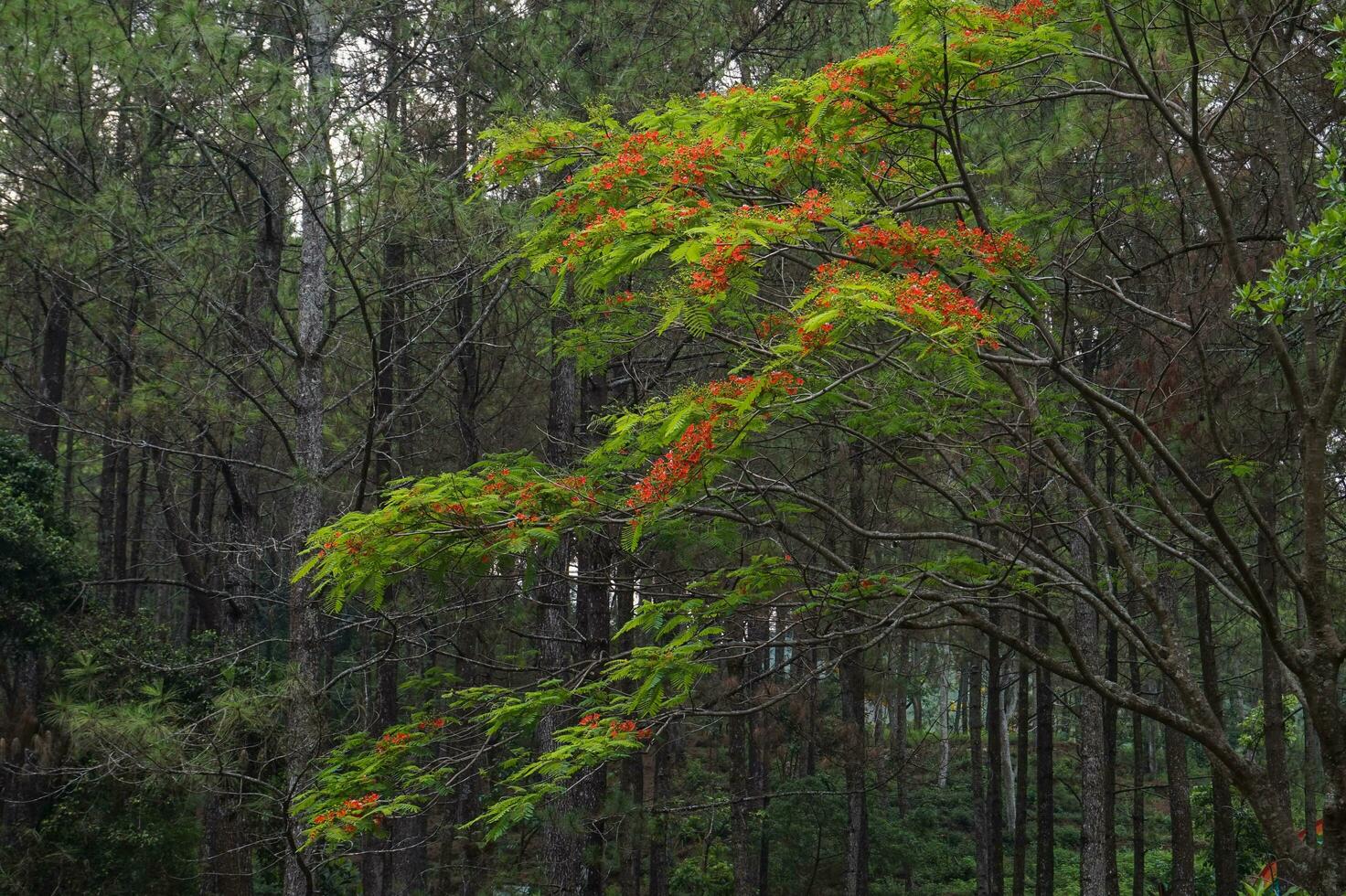Background of red flowers of Flamboyan tree, Java, Indonesia photo