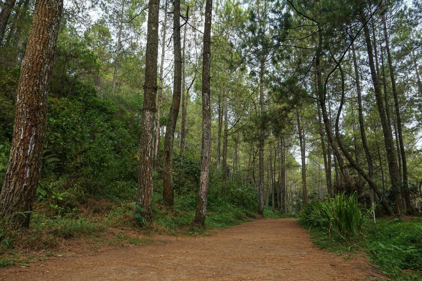 explorador el pino bosque de bedengan, malang, Indonesia foto