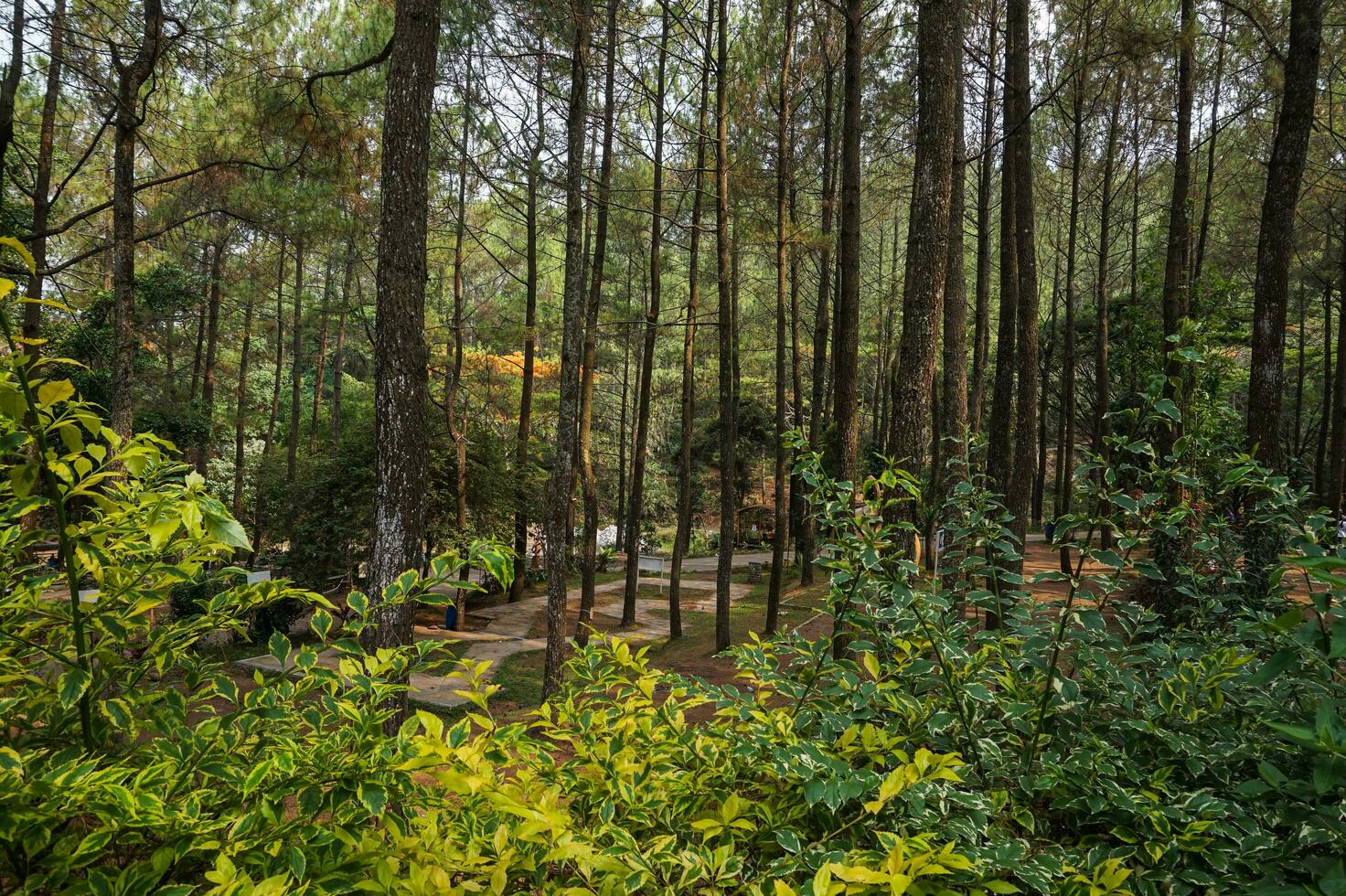 jardín y pino bosque de bedengan, malang, Indonesia foto