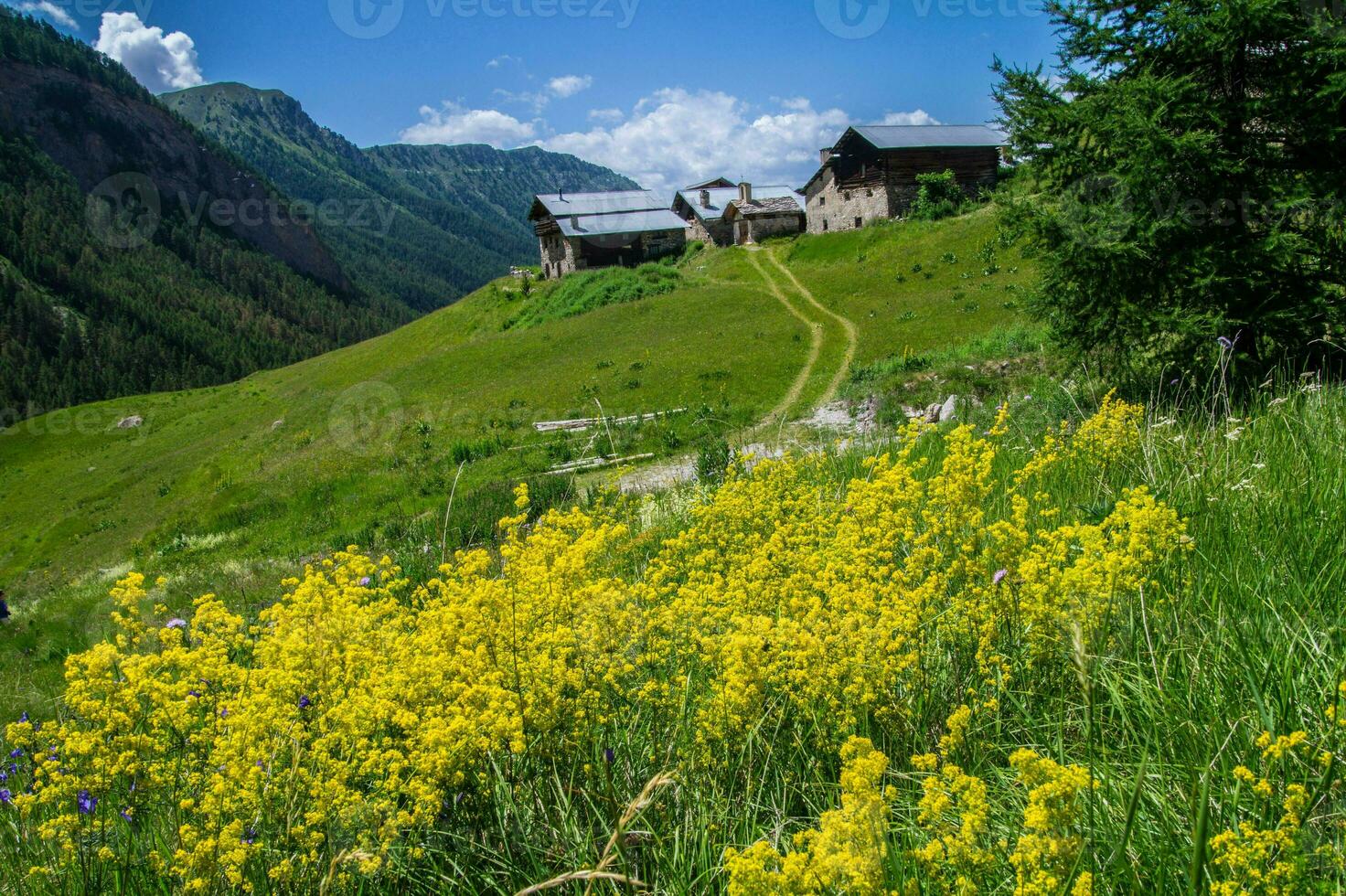 bois noir ceillac queyras en hautes alpes en Francia foto