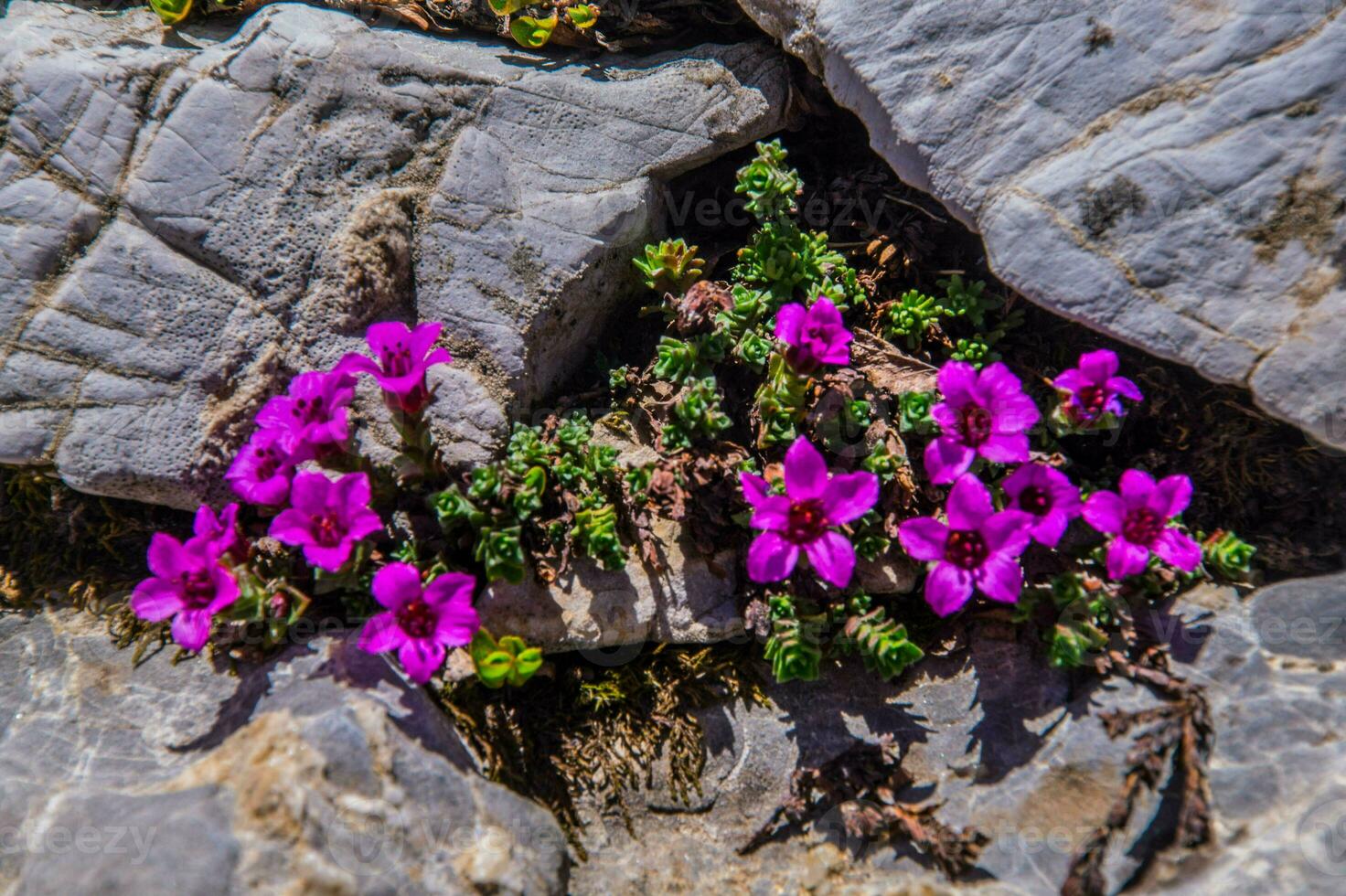 saxifrage, ceillac,hautes alpes,france photo