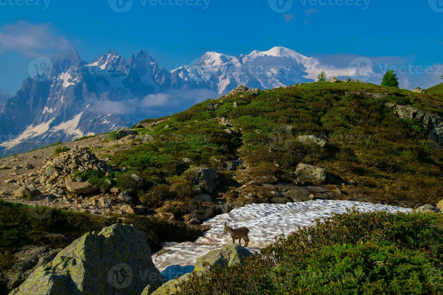 cabra montés,cheserys, en argentiere, chamonix, alta Saboya, Francia foto