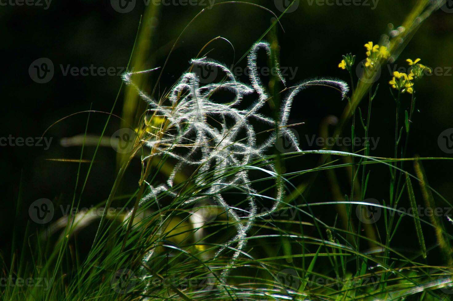 stipa pennata, in  val aoste,italy photo