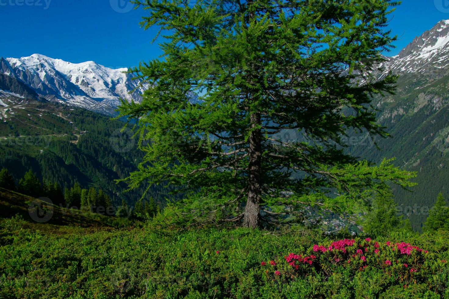 pecleret,arge,tiere, chamonix,alta Saboya, Francia foto