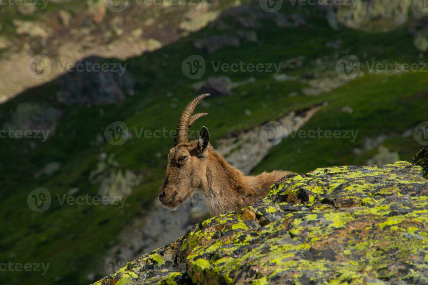 ibex,cheserys, in argentiere,chamonix,haute savoie,france photo