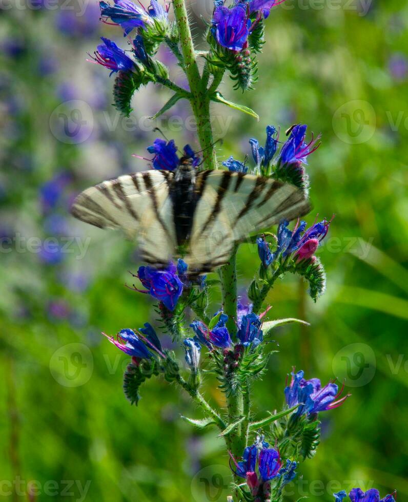 Iphiclides podalirius,val aoste,italy photo