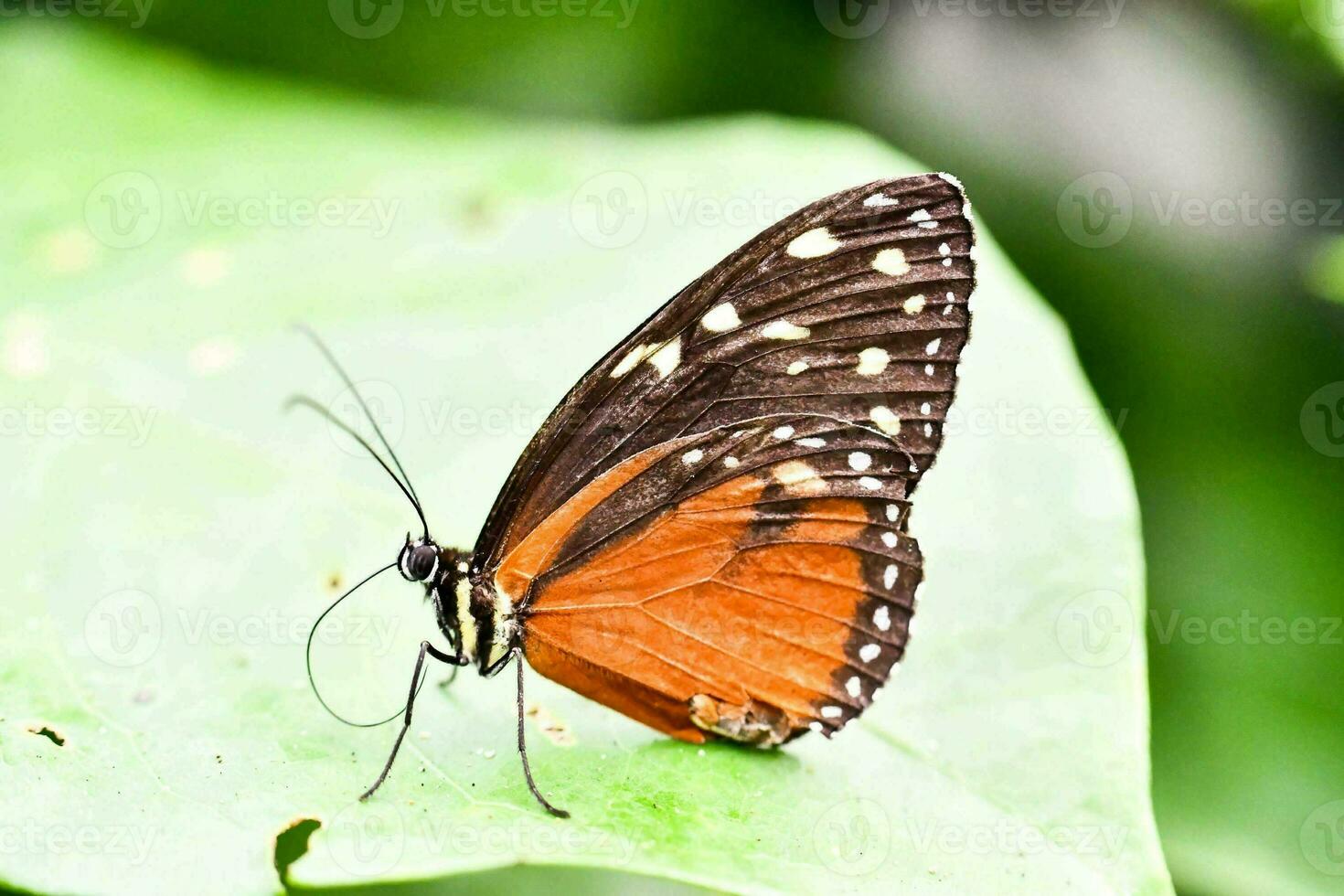 hermoso primer plano de mariposa foto