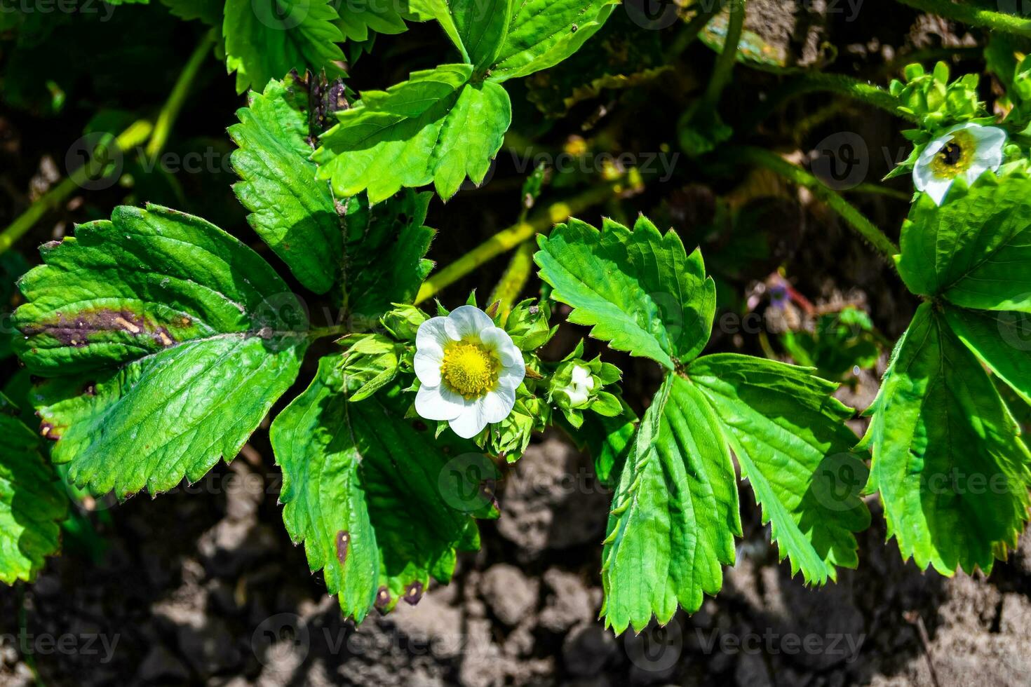 Photography on theme beautiful berry branch strawberry bush with natural leaves photo