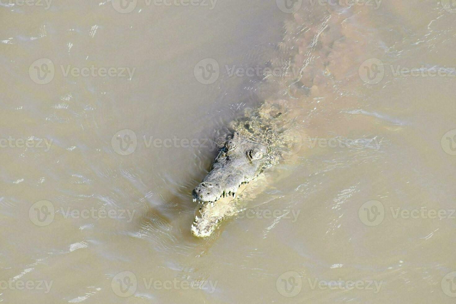 un cocodrilo es nadando en el agua cerca un rock foto