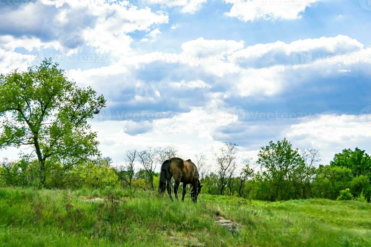 Beautiful wild brown horse stallion on summer flower meadow photo