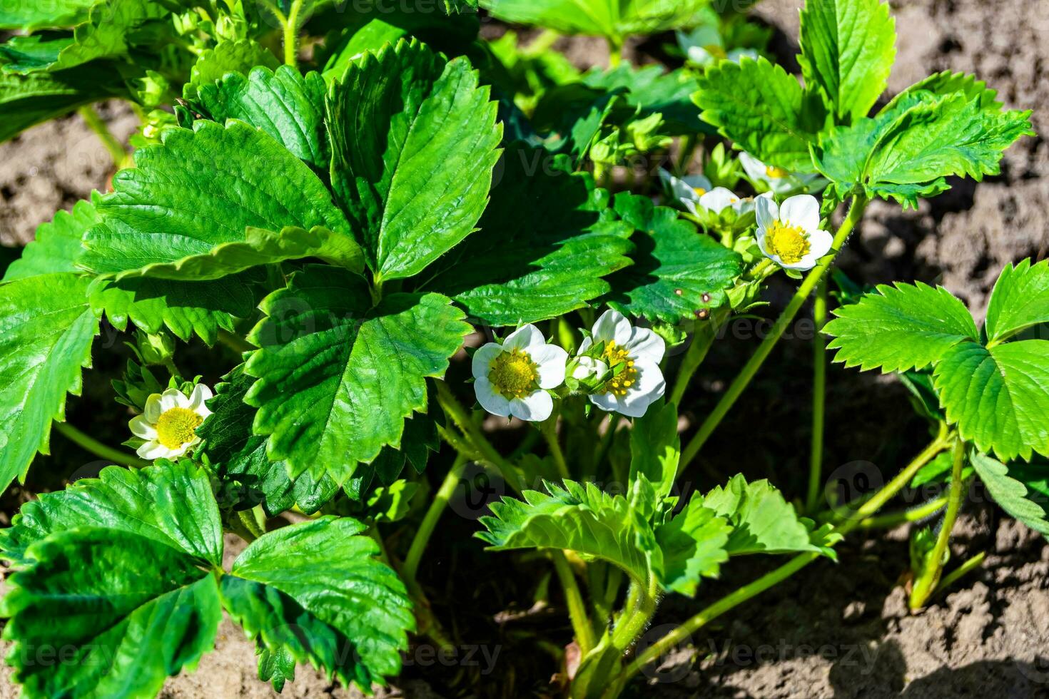 Photography on theme beautiful berry branch strawberry bush with natural leaves photo