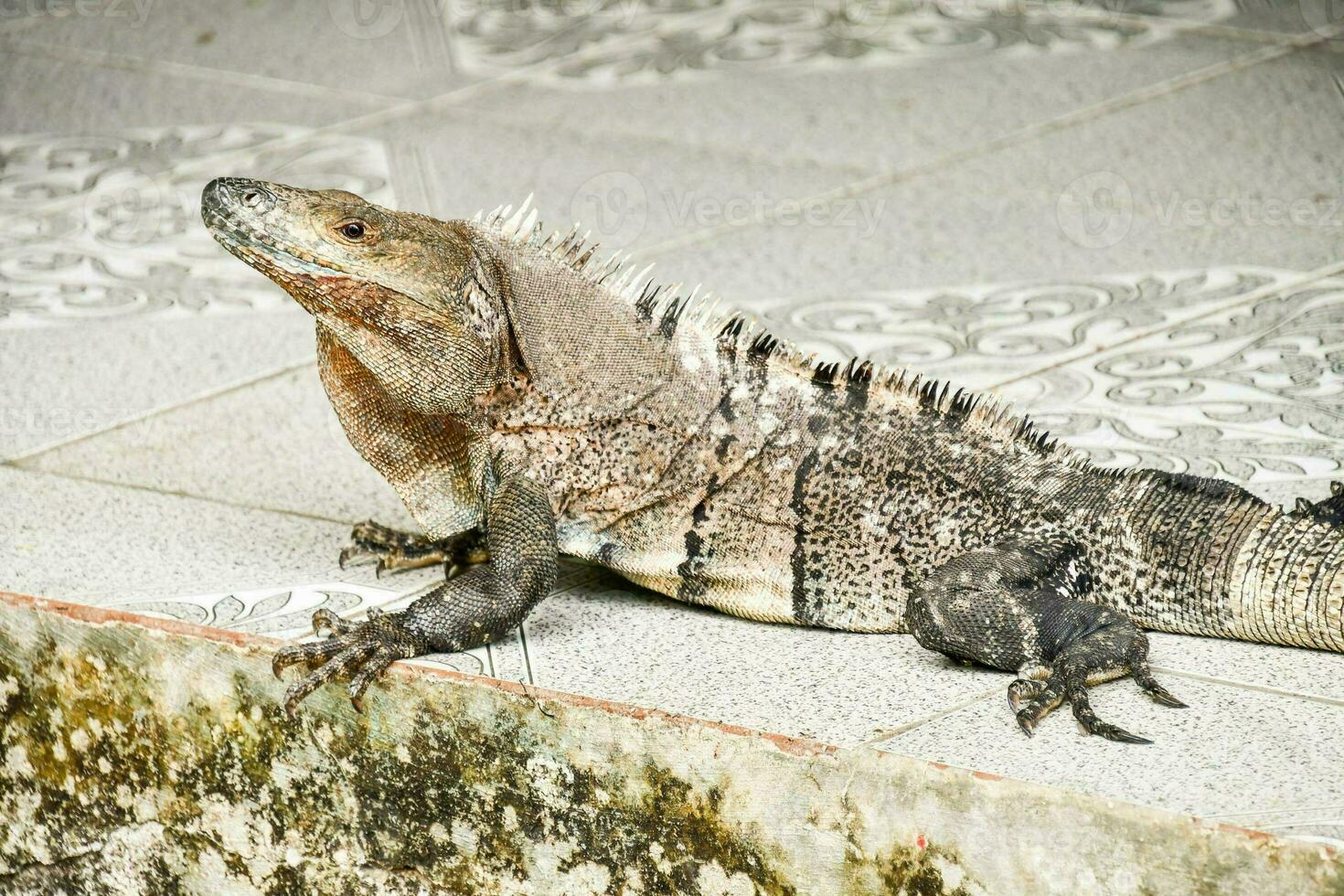 an iguana is sitting on a cement floor photo