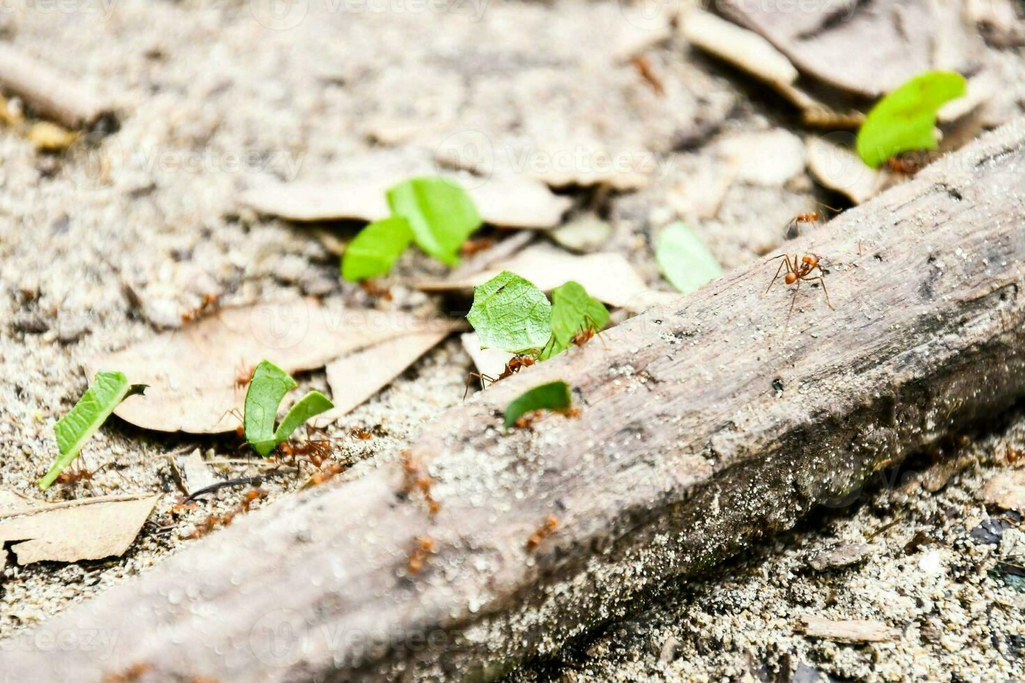 small ants are walking on the ground near a log photo