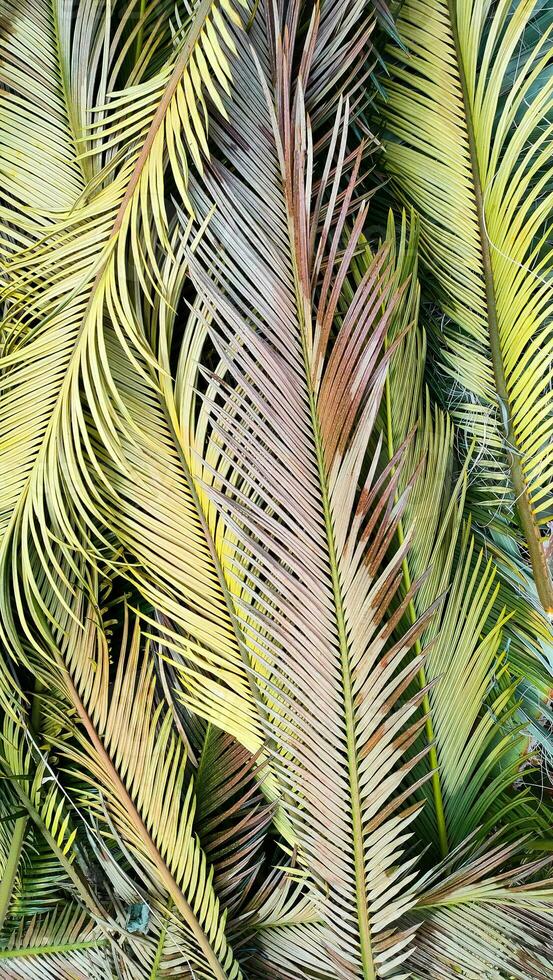 Palm leaves lie on ground creating beautiful tropical background, flat lay, vertical frame, flat lay, vertical frame. photo