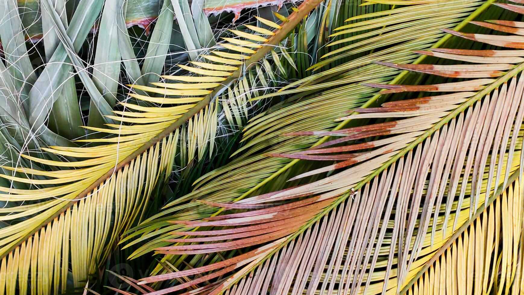 Textured background of multicolored leaves of tropical palm tree, top view. photo