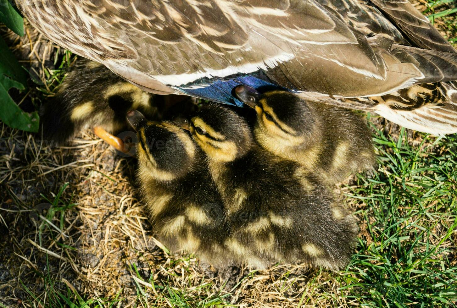 pato real hembra anas platyrhynchos con pequeño polluelos foto