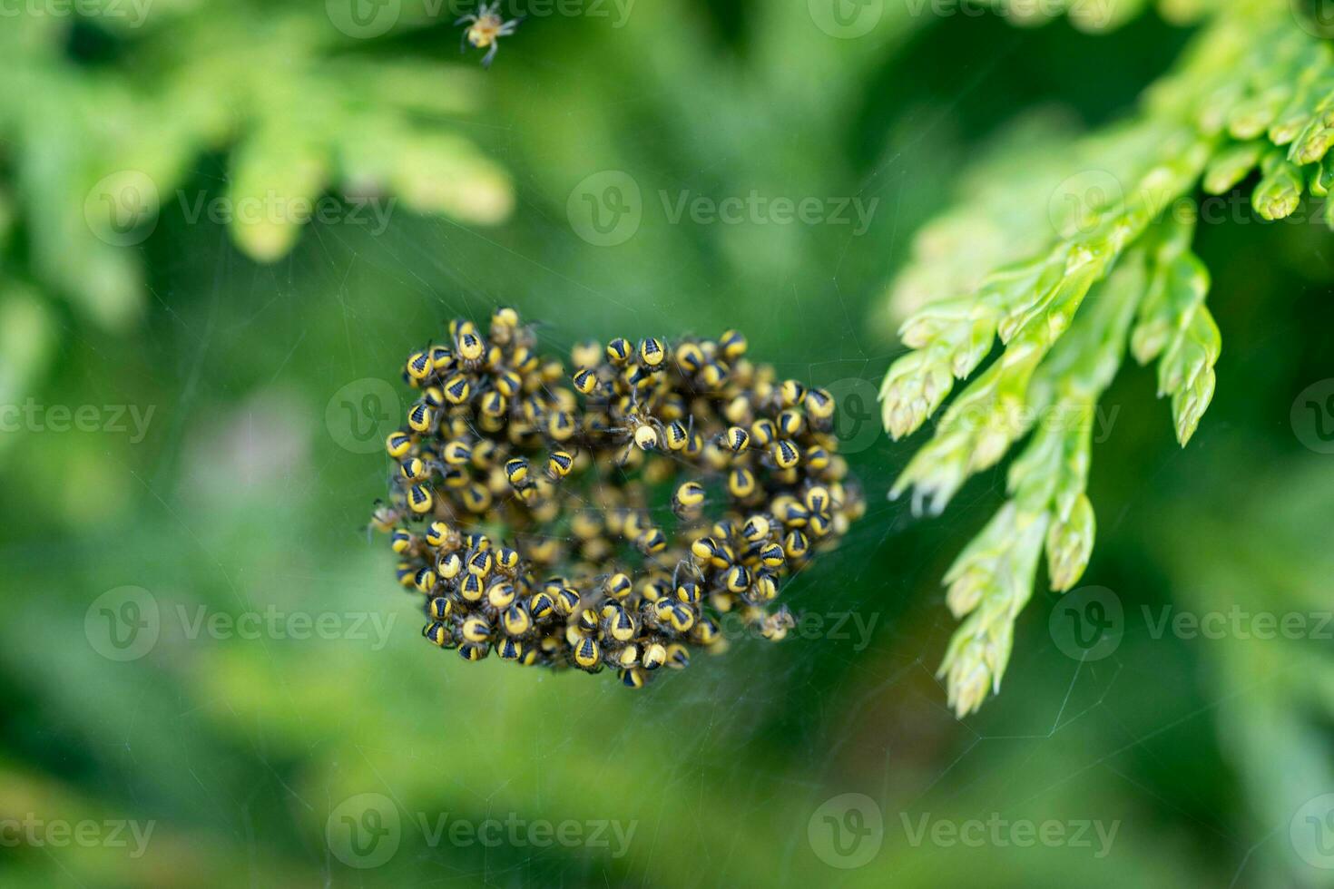 little Spider in the web photo