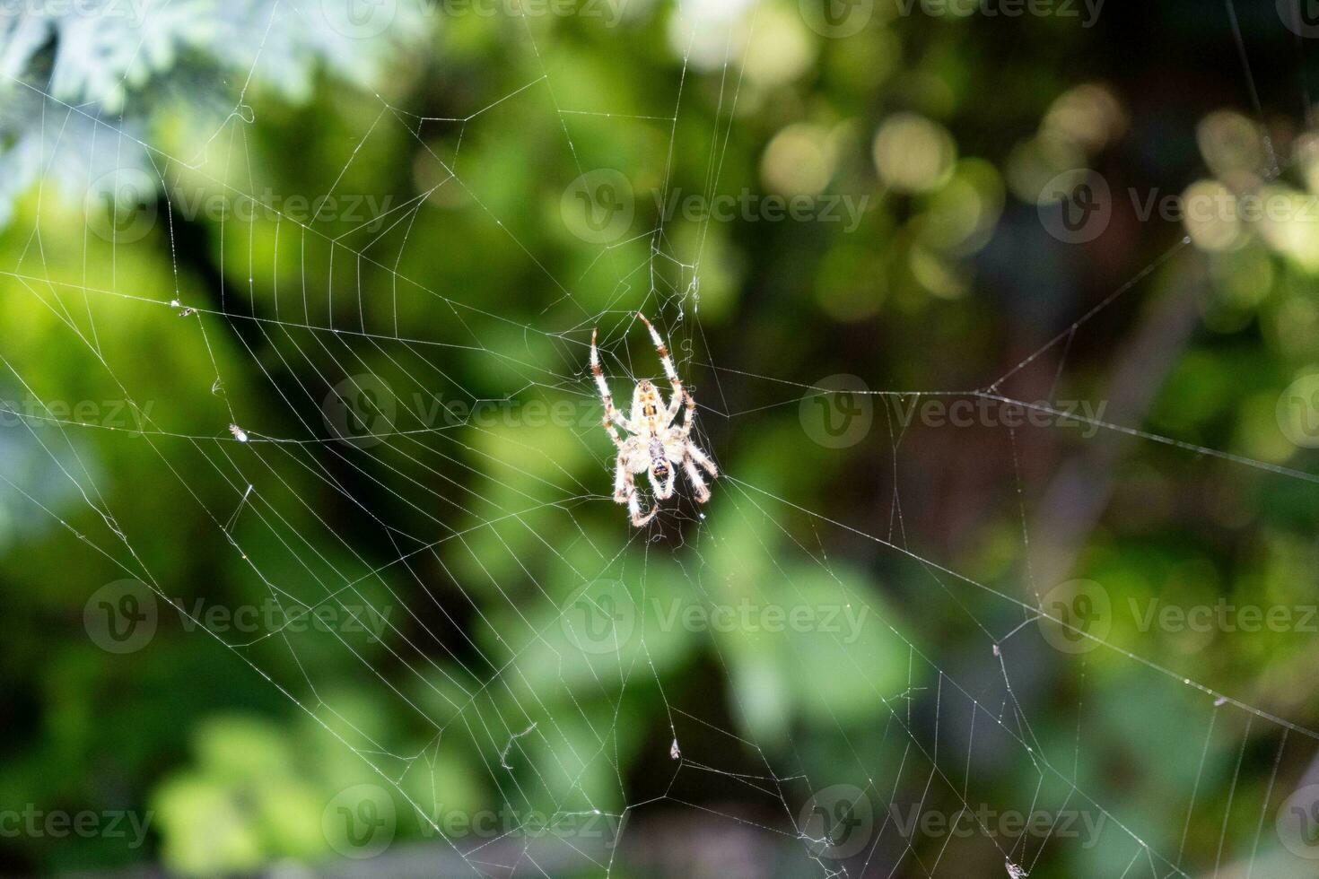 little Spider in the web photo