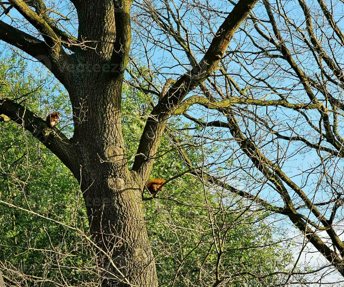 brown squirrel in the garden photo