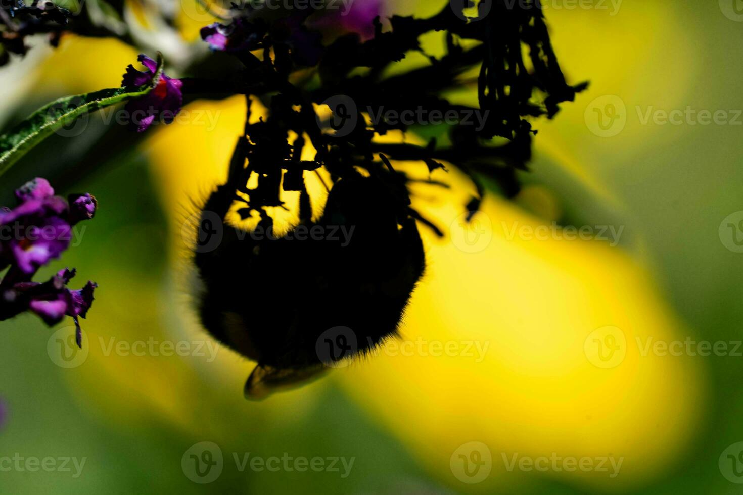 insects on the butterfly bush Buddleja davidii photo