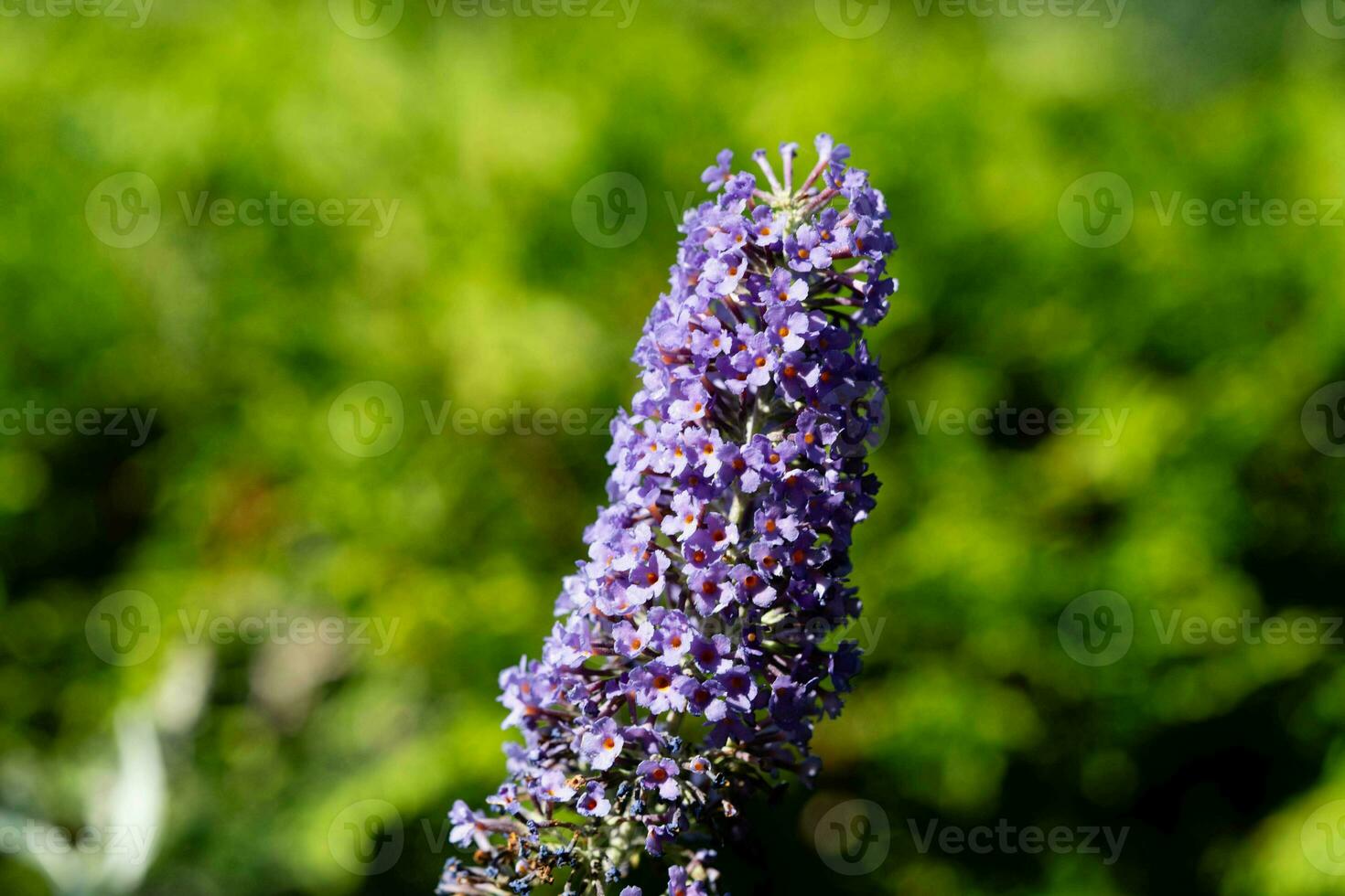 insects on the butterfly bush Buddleja davidii photo