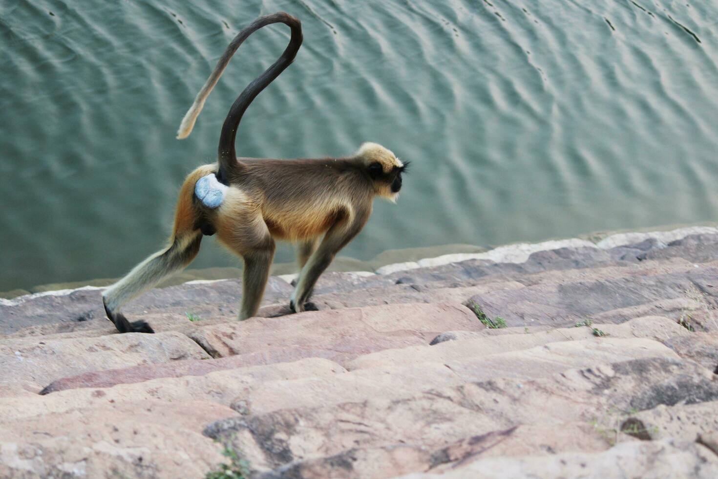 Gray Langur Monkey photo