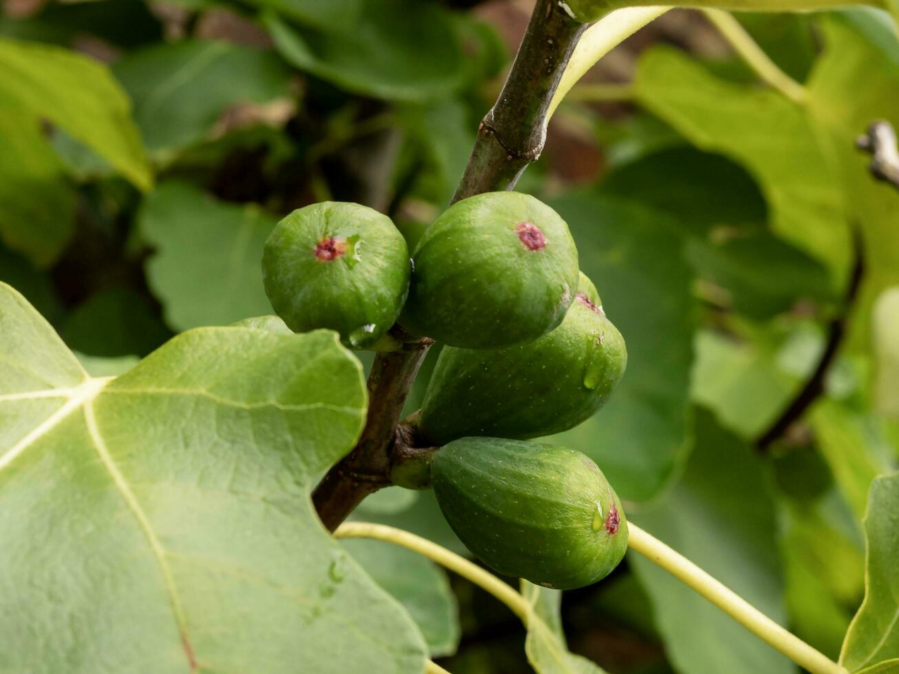 Green figs developing on a tree branch photo