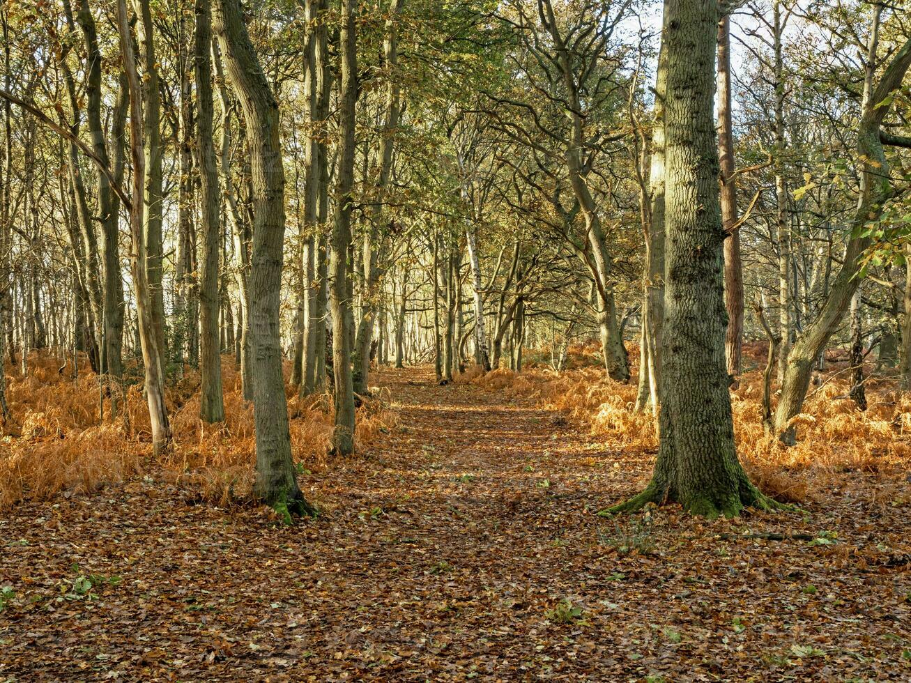 Woodland with bare winter trees and fallen autumn leaves photo