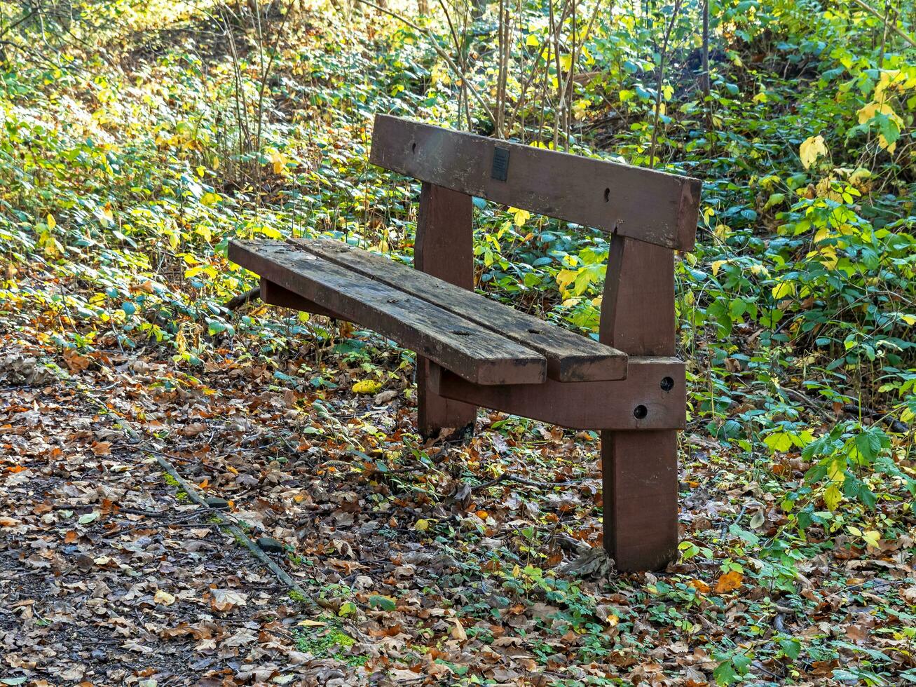 Wooden bench surrounded by fallen autumn leaves photo