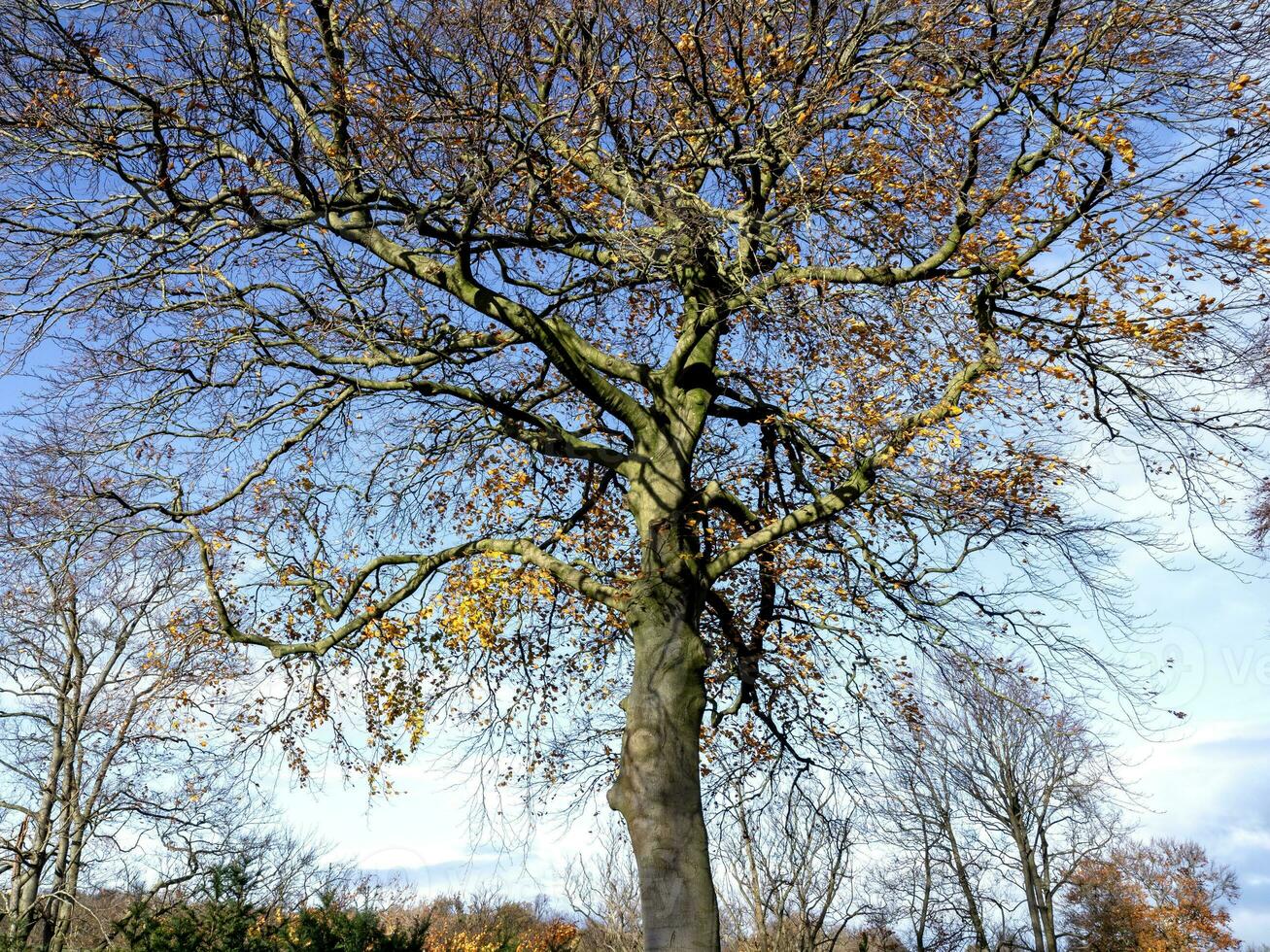 haya árbol con sus último pocos otoño hojas en luz de sol foto
