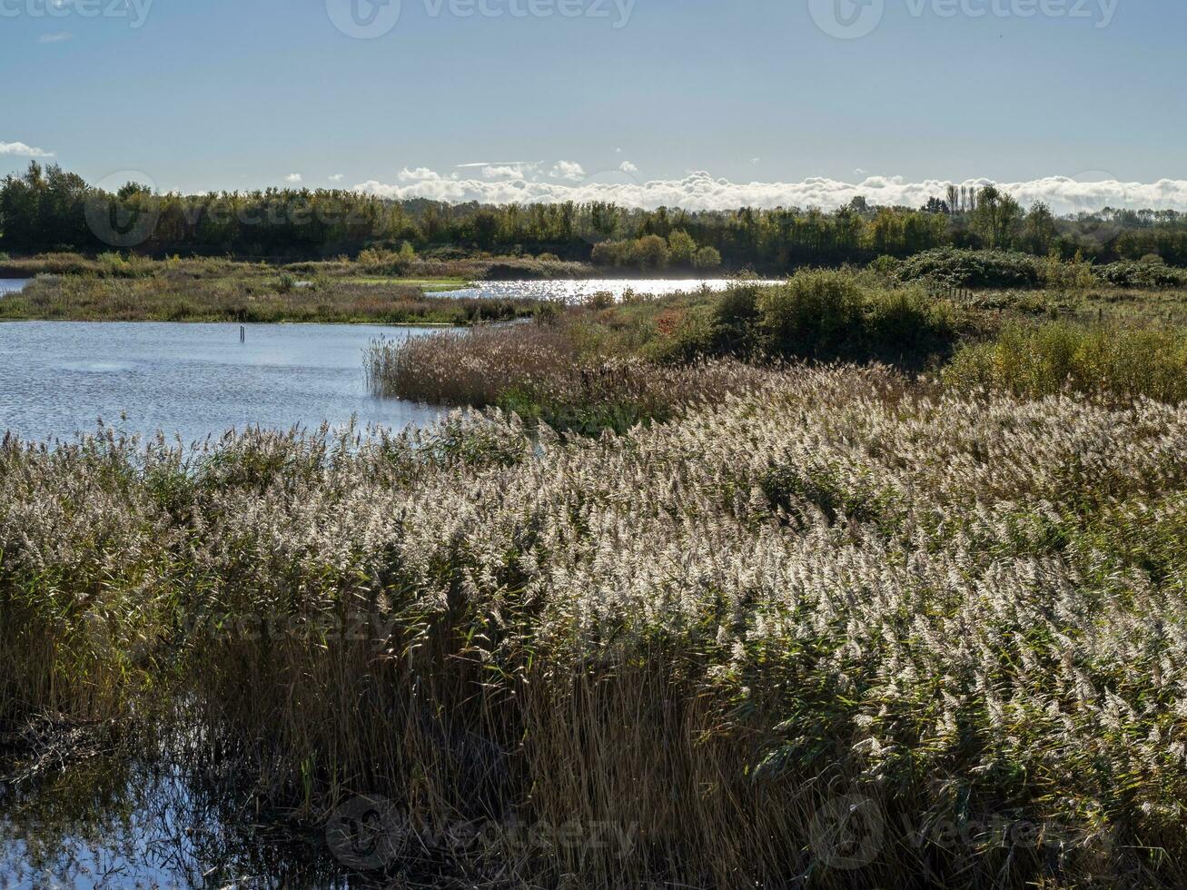 Reedbed at North Cave Wetlands, East Yorkshire, England photo