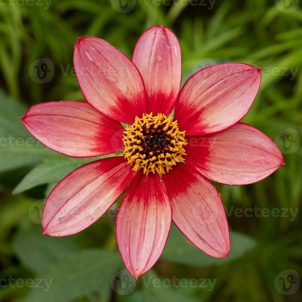 de cerca de un soltero rosado dalia flor, variedad lou granjero foto