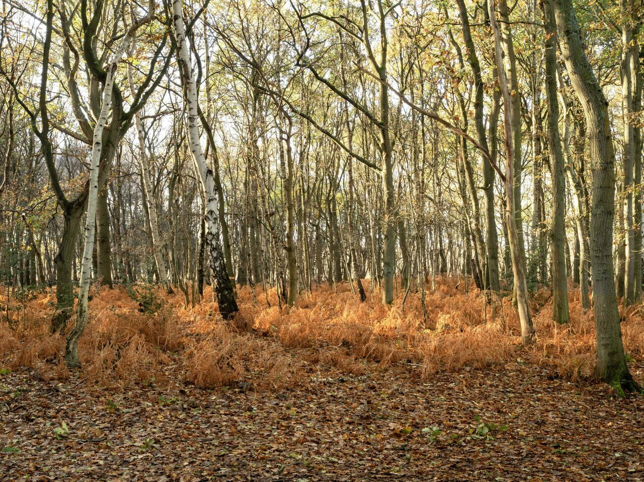 bosque con desnudo invierno arboles y caído otoño hojas foto