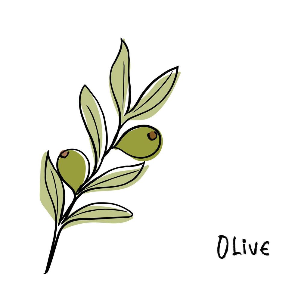 Vector of olive 34746448 Vector Art at Vecteezy