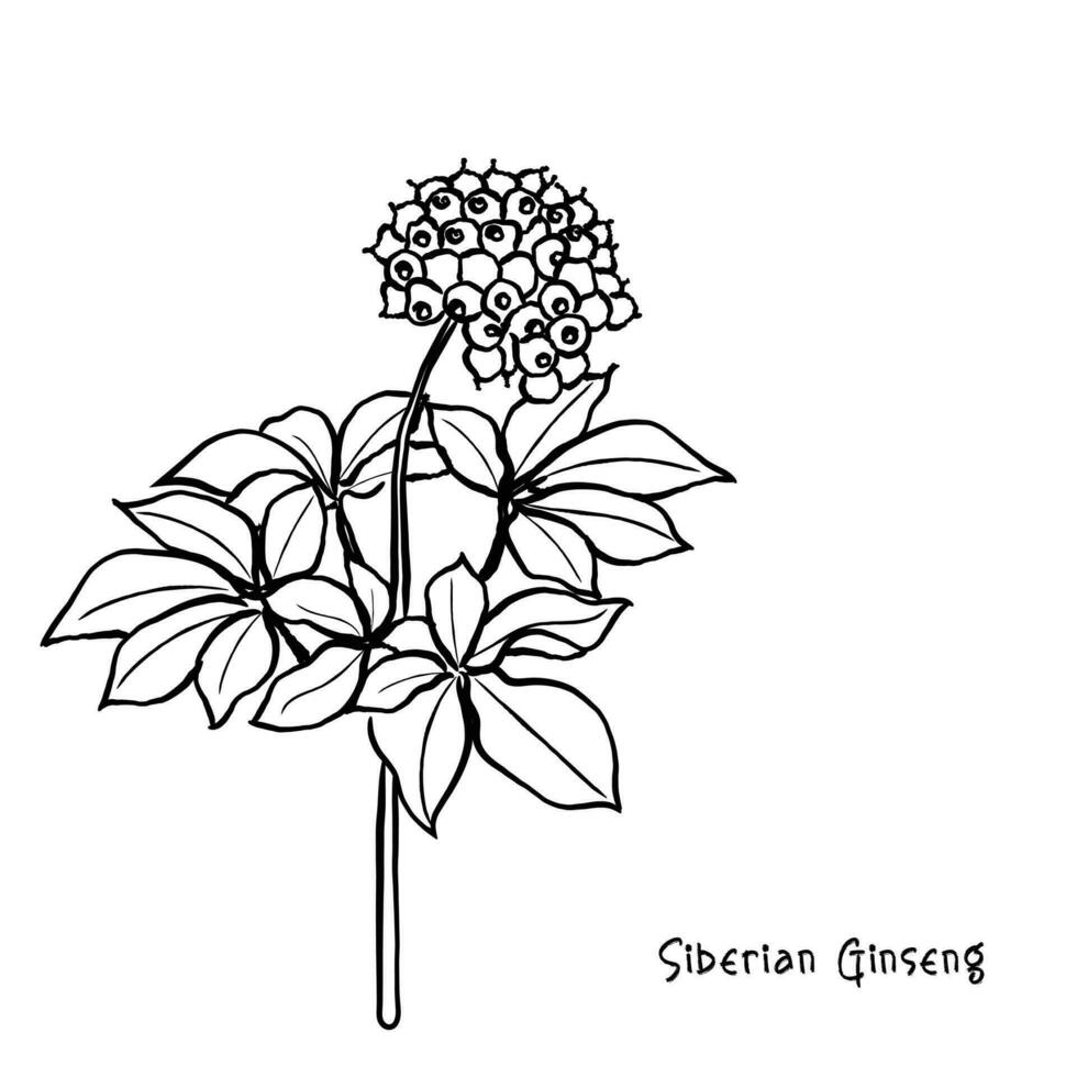 Vector of Siberian Ginseng
