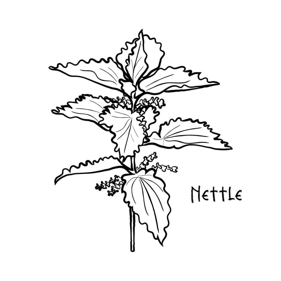 Vector of Nettle